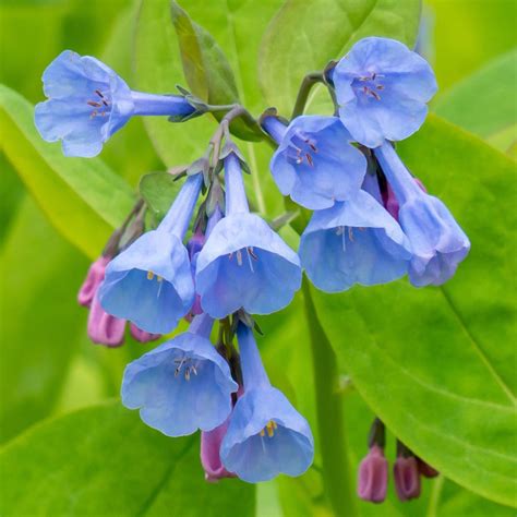 10 Great Purple Shade Perennials For Your Garden