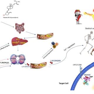 Vitamin D and skeletal muscle. Vitamin D can be obtained through... | Download Scientific Diagram