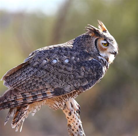 Great Horned Owl Perched | I photographed this perched Great… | Flickr