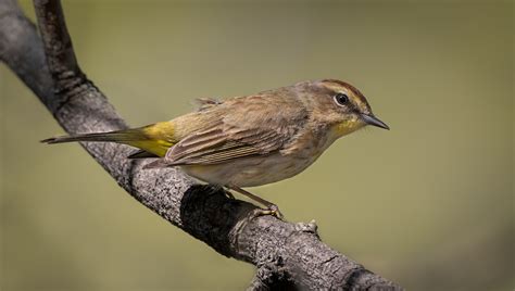 Palm Warbler - Owen Deutsch Photography