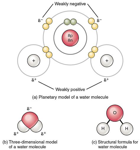 Water – Principles of Biology