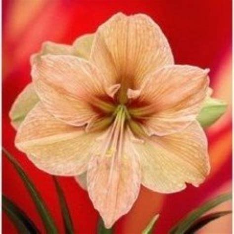 How to Grow Amaryllis Bulbs | HubPages