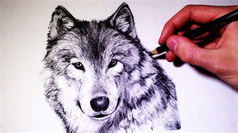 realistic drawings of wolves - Clip Art Library