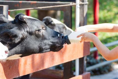 Baby Cow Feeding on Milk Bottle by Hand of Woman Stock Photo - Image of ...