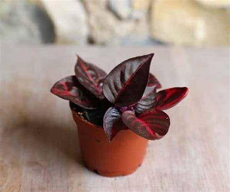 Shop Online for Mini Bloodleaf Plant (Iresine Herbstii)