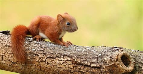 Squirrel Animal Facts | AZ Animals