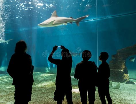 Aquarium of Genoa, Italy editorial stock photo. Image of museum - 100679983