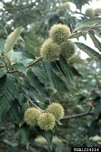 Chestnut Blight – Invasive Species