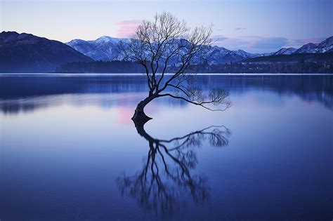 Wanaka Lake Tree - Aquabumps