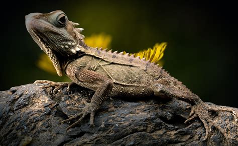 Download Reptile Iguana Animal Lizard HD Wallpaper