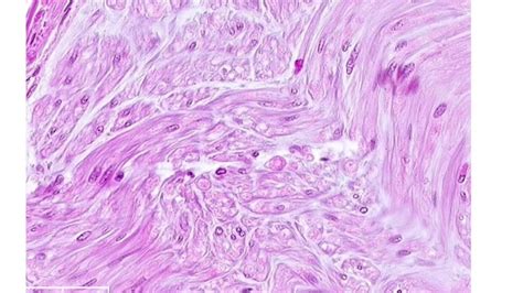 Histology Image Nervous Tissue