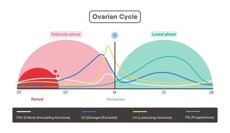 Follicular Phase: What It Is and How it Impacts You