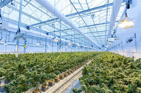 Commercial Cannabis Cultivation | Does Growing Use a Lot of Water?