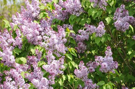 Lilac tree in bloom stock photo. Image of purple, blossoming - 9512766