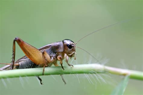 How to Get Rid of Cricket Noise at Night: No More Chirping! – Soundproof Living