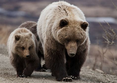 Alaskan brown bear – Bear Conservation