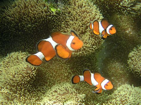 File:Ocellaris clownfish.JPG - Wikipedia