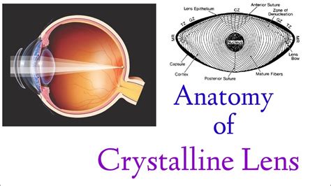 Structure Of Human Eye - Human Sense Organs - The Five Senses - A comprehensive guide to human ...