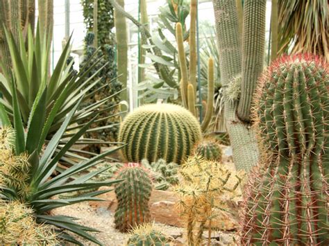 34 Sharp Cactus Garden Ideas