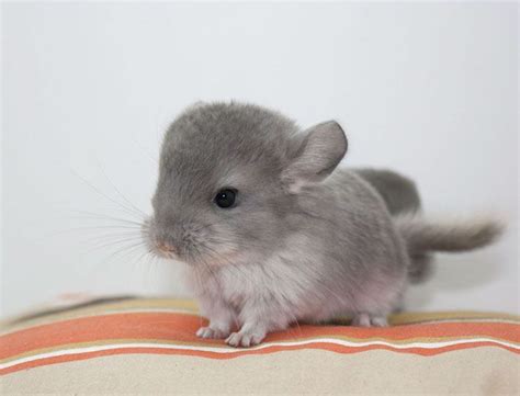 Baby Chinchilla so unbelievably soft and fluffy Amazing Animals ...