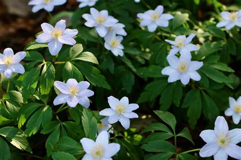 Collecting Wood Anemone Seeds at Thomas Rawlings blog