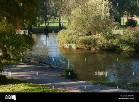 Trees in fall colors, forest in autumn Stock Photo - Alamy