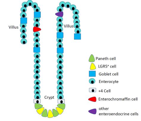 Epithelial cells of the ileum, including the rare serotonin-producing... | Download Scientific ...