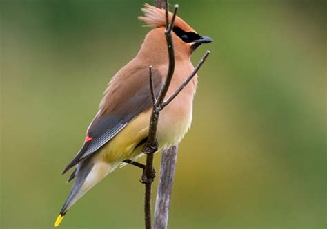 Bohemian Waxwing - Gorgeous Yellow Tip Tail Bird