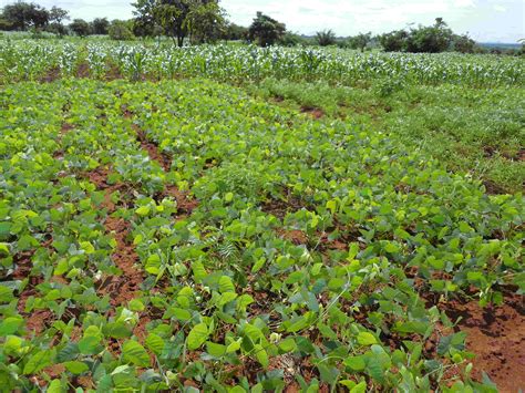 Green manure crop cover reduces need for mineral fertilizer in Africa ...