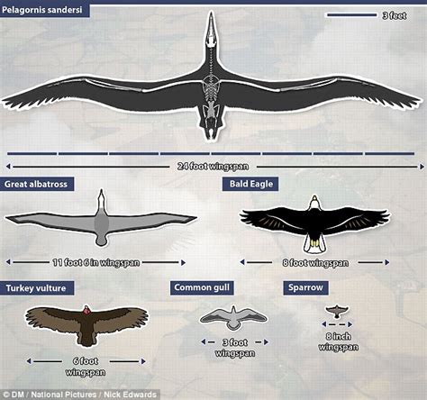 'Condor' with 24-FOOT wingspan soared across the skies 28m years ago | sciencetech-blog