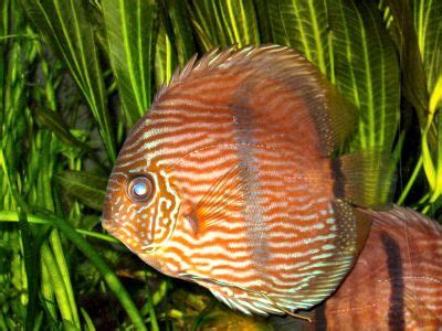 Heckel Discus, Symphysodon discus, Red Discus, Pompadour Fish | Beautiful fish, Tropical fish ...