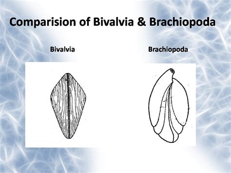 Geology Rocks!!!: Bivalvia Presentation