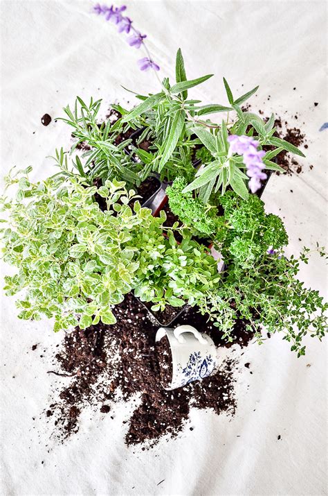 Herb Container Gardening: The Ultimate Guide To the Best Herbs To Use ...