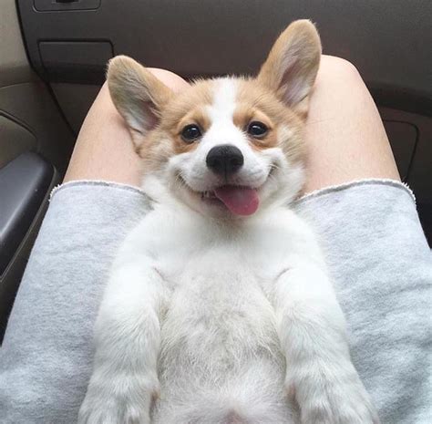 Not mine but so cute : r/corgi