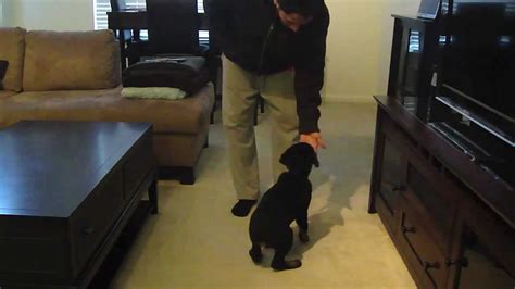 Rottweiler Puppy Training - YouTube