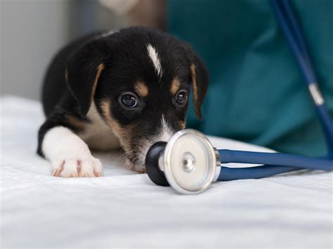 Bellevue, OH 44811 Veterinary Services | Four County Veterinary Hospital