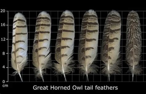 Great Horned Owl Feathers (I.D. & Facts) - Bird Feeder Hub