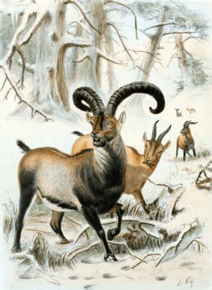 Pyrenean ibex Facts for Kids