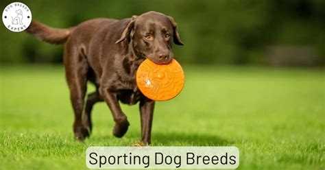 Sporting Dog Breeds - What Are They? Find out!