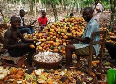 Ghana Cocoa Board debt reaches $2.2 billion as prices slump – Frontpage Ghana