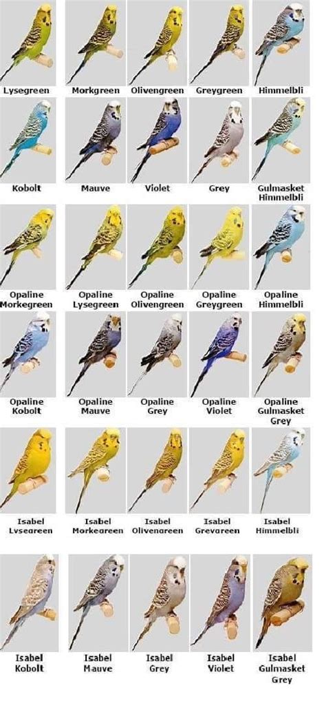 Pin on australianos | Budgies bird, Types of pet birds, Budgies