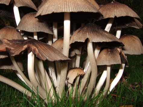 a group of mushrooms that are sitting in the grass