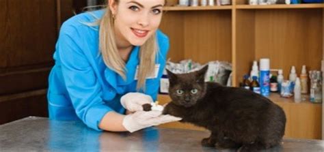 5 Reasons to Consider a Cat-Only Veterinary Clinic - Catster