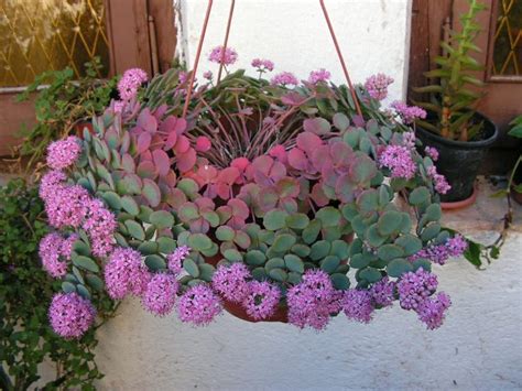 Plante succulente - une belle vivace pour décorer l'extérieur