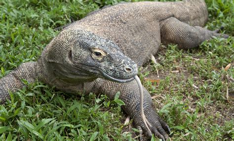 Komodo dragon | Smithsonian's National Zoo