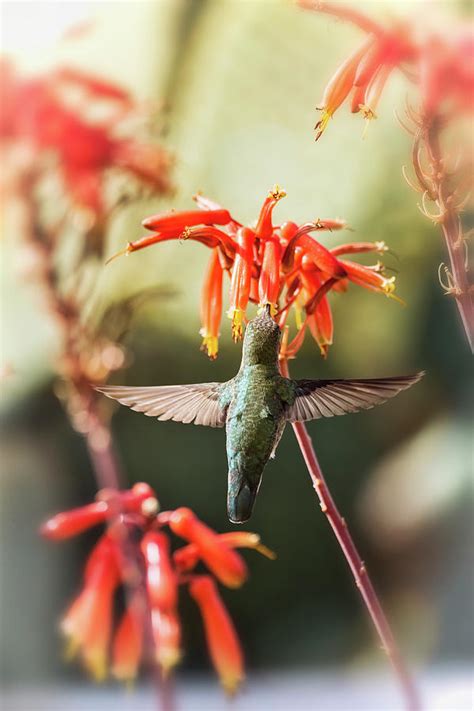 Hummingbird Wings Photograph by Saija Lehtonen - Fine Art America