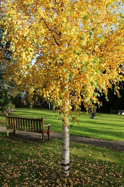 Autumn, Perth Crematorium © Richard Sutcliffe cc-by-sa/2.0 :: Geograph ...