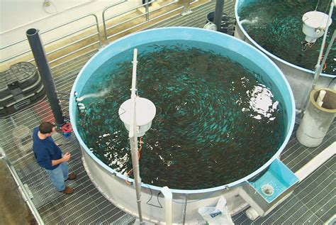 Partial-reuse systems: benefits for cold-water, marine aquaculture ...