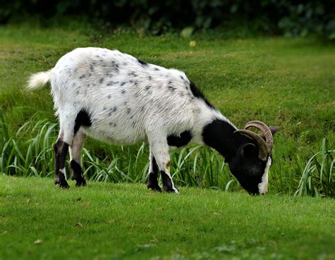 Black and white goat eating grass photo & image | animals, farm animals, pets & farm animals ...