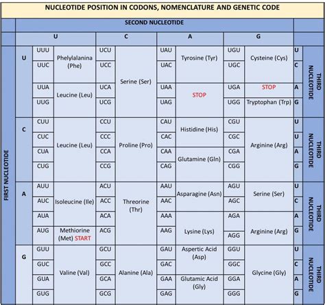 Amino acid sequence chart - rilocolor